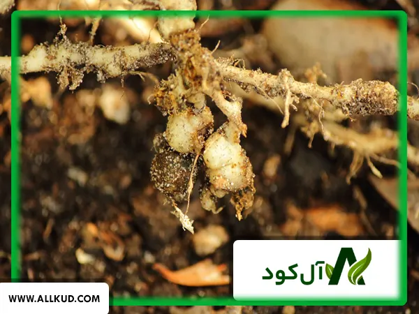 راهکارهای مبارزه با نماتد در گلخانه‌ها بخصوص گلخانه گوجه فرنگی ( متام سدیم )