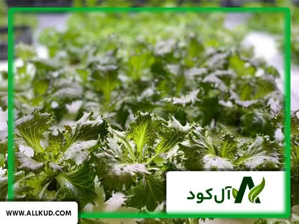 بهترین کشت در مکان‌های سردسیر چیست؟
