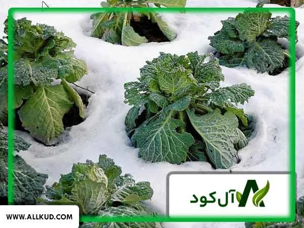 بهترین کشت در مکان‌های سردسیر چیست؟