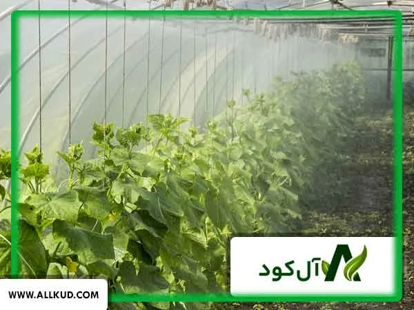 بهترین کشت در مکان‌های سردسیر چیست؟
