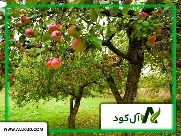 بهترین کود برای افزایش باردهی درخت سیب