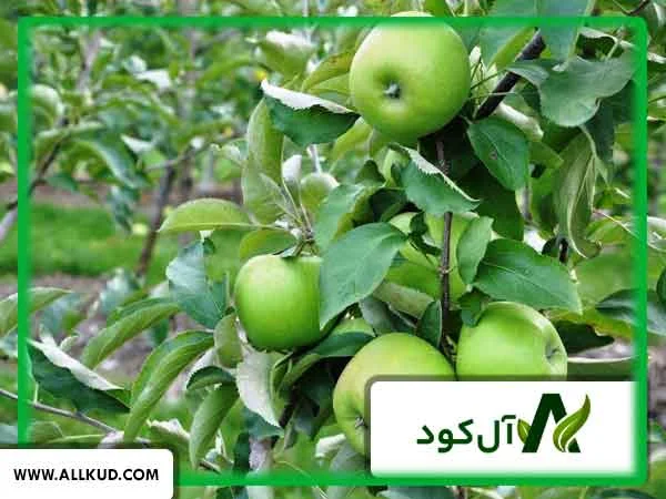 بهترین کود برای افزایش باردهی درخت سیب