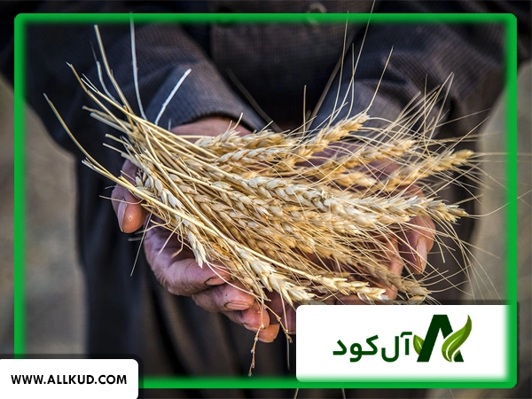 بهترین زمان کشت گندم بهاره
