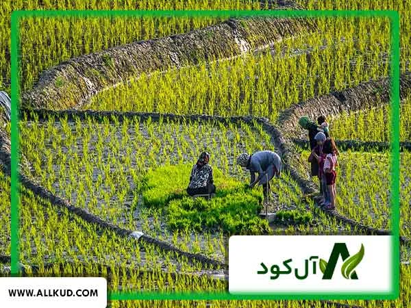 بهترین زمان مصرف گوگرد برای برنج