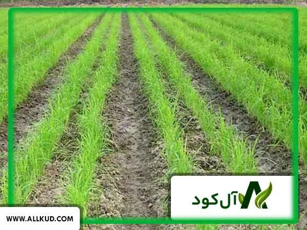بهترین زمان مصرف گوگرد برای برنج
