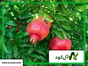 علت ترک خوردن میوه انار