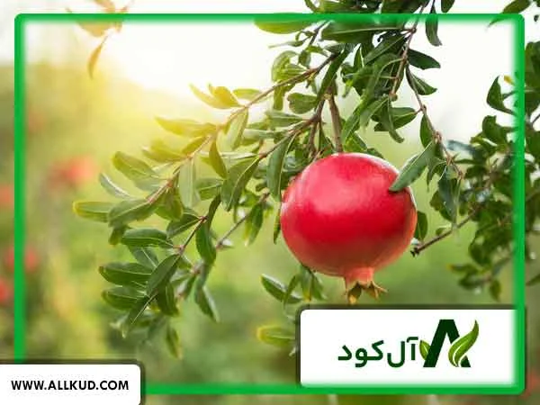 علت ترک خوردن میوه انار