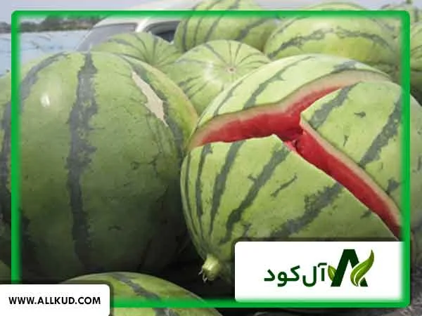 علت ترک خوردن هندوانه