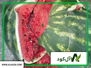 علت ترک خوردن هندوانه