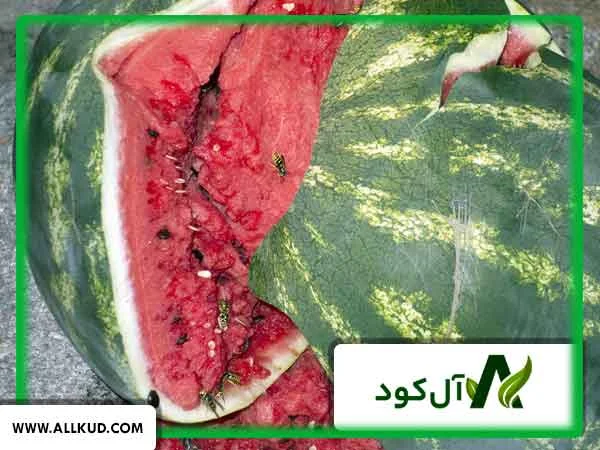 علت ترک خوردن هندوانه
