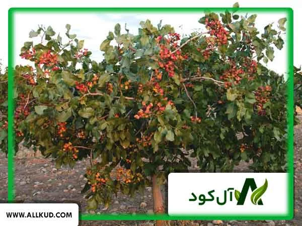 خوشه سالم پسته نتیجه تغذیه متعادل است