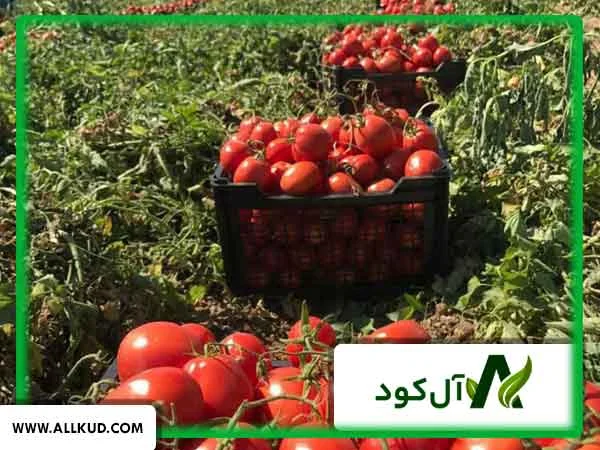 عناصری که در قرمز شدن گوجه فرنگی نقش دارند؟