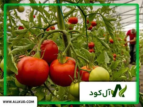 کشاورزی که با افتخار گوجه‌فرنگی‌های قرمز و باکیفیت خود را که با کود مناسب تغذیه شده‌اند، نشان می‌دهد.