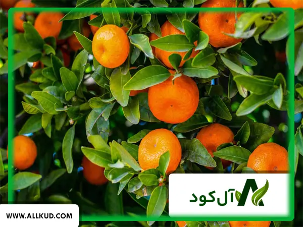اهمیت فروت ست در درختان میوه