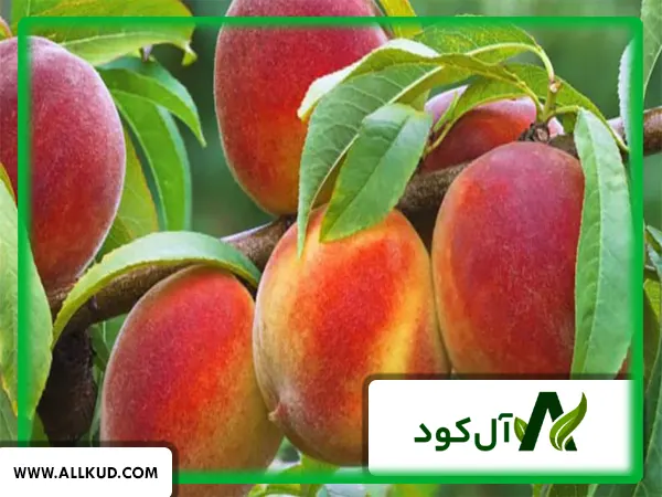 اهمیت فروت ست در درختان میوه