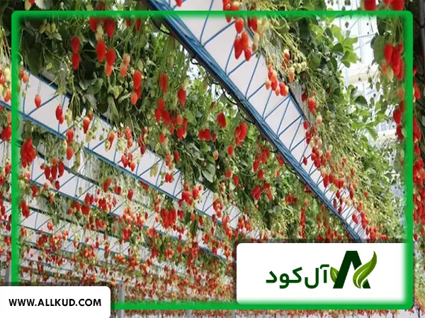 اهمیت استفاده از اسید آمینه در گلخانه توت فرنگی