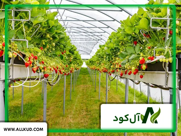 اهمیت استفاده از اسید آمینه در گلخانه توت فرنگی