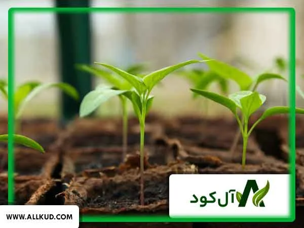 معرفی بزرگ‌ترین شرکت‌های توزیع کننده کود کشاورزی در ایران