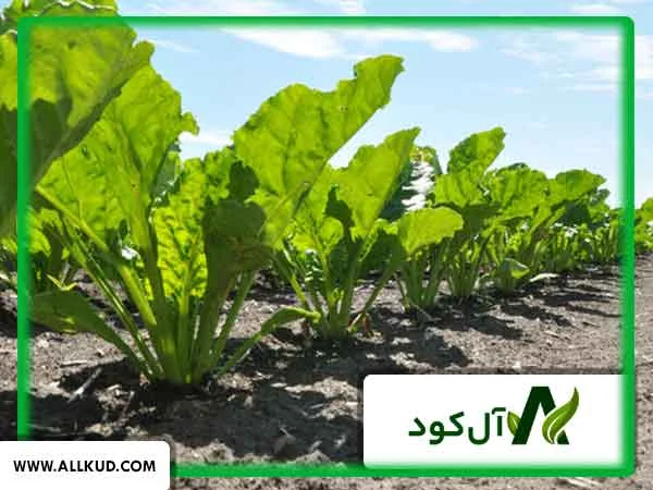 مهم‌ترین بیماری‌های چغندر قند