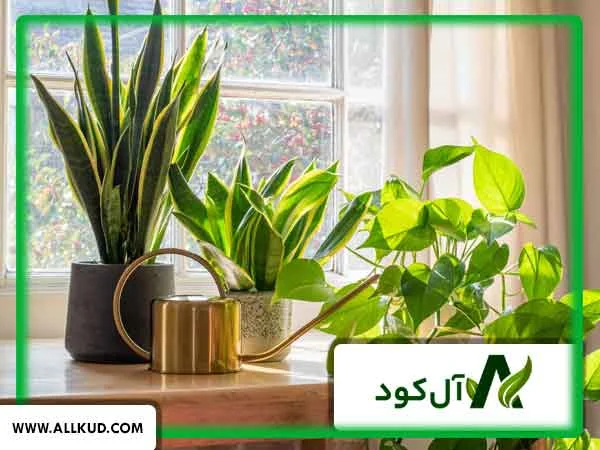 میزان مصرف کود سه بیست برای گیاهان آپارتمانی
