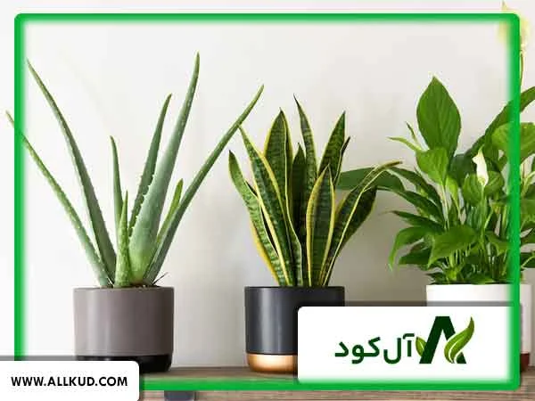 میزان مصرف کود سه بیست برای گیاهان آپارتمانی