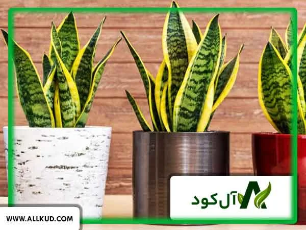 میزان مصرف کود سه بیست برای گیاهان آپارتمانی