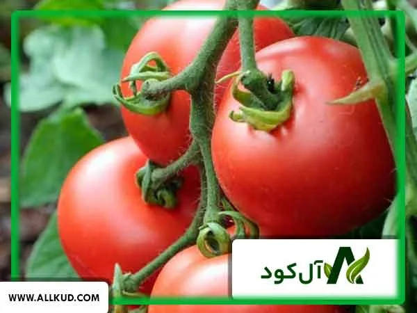 علت سیاه شدن انتهای گوجه فرنگی