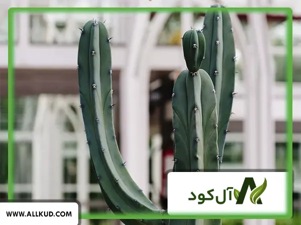 انواع کاکتوس و روشهای نگهداری آن