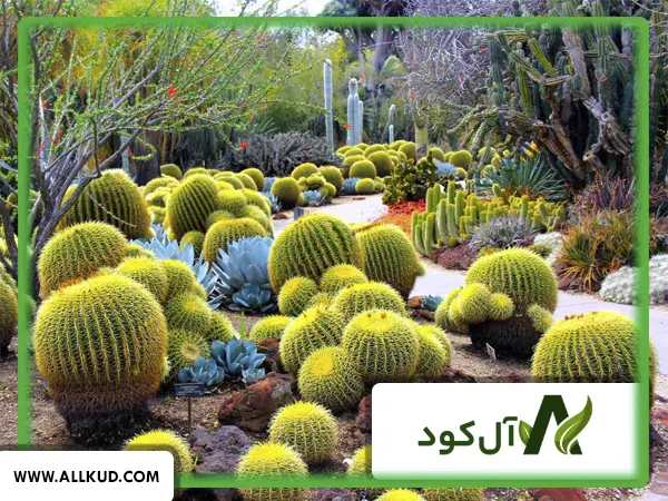 انواع کاکتوس و روشهای نگهداری آن