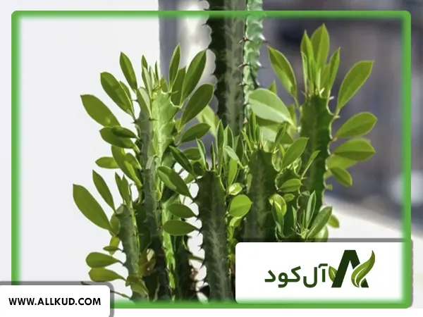 انواع کاکتوس و روشهای نگهداری آن