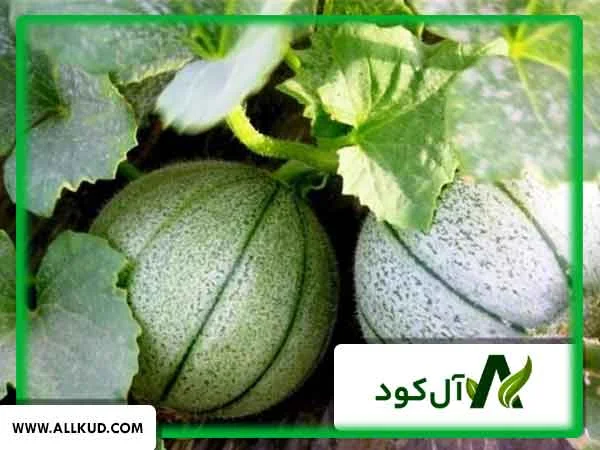 انواع بیماری‌های گیاهان جالیزی