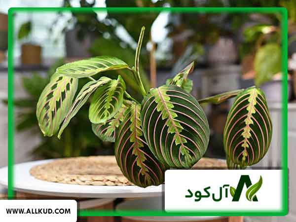 انواع گیاهان آپارتمانی و شرایط نگهداری آن