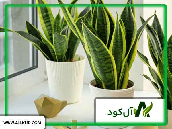 انواع گیاهان آپارتمانی و شرایط نگهداری آن