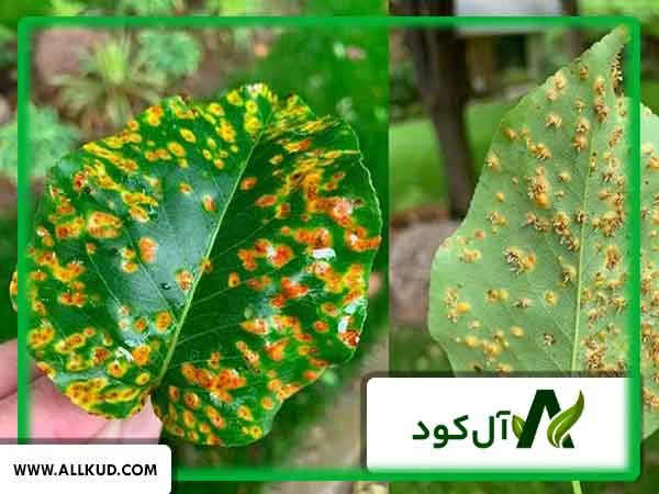 انواع بیماری‌های سفیدک سطحی و روش‌های کنترل آن