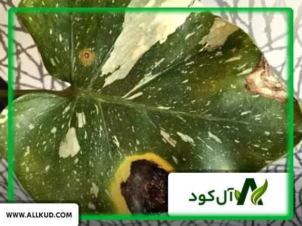 انواع بیماری‌های سفیدک سطحی و روش‌های کنترل آن