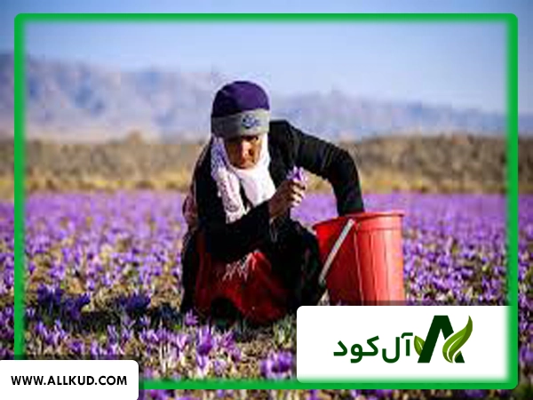 پیازهای درشت و سالم زعفران که اساس یک مزرعه پربار و با گلدهی بالا هستند.