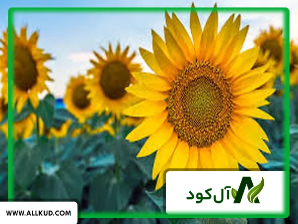 یک کشاورز در حال بررسی مزرعه گل آفتابگردان خود، که نشان از مدیریت و مراقبت صحیح دارد.