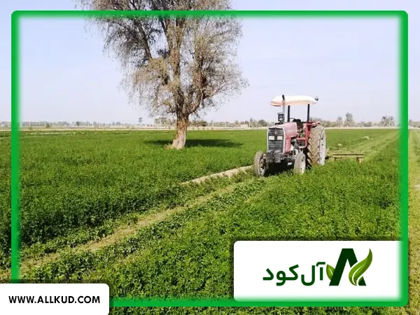 کشت همزمان یونجه در باغات خرما چه مزایایی دارد؟