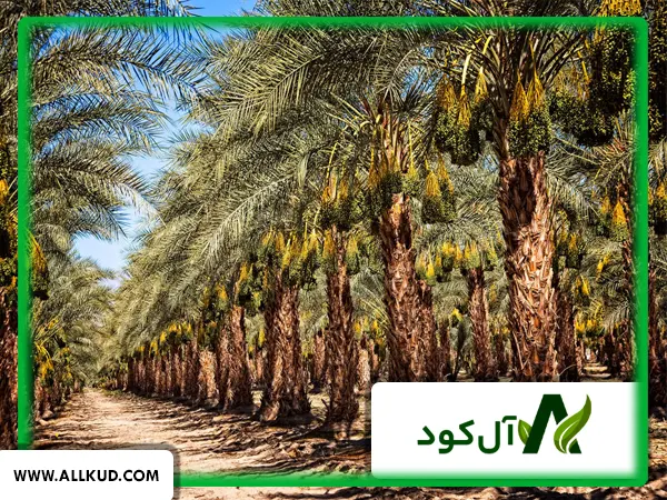 کشت همزمان یونجه در باغات خرما چه مزایایی دارد؟
