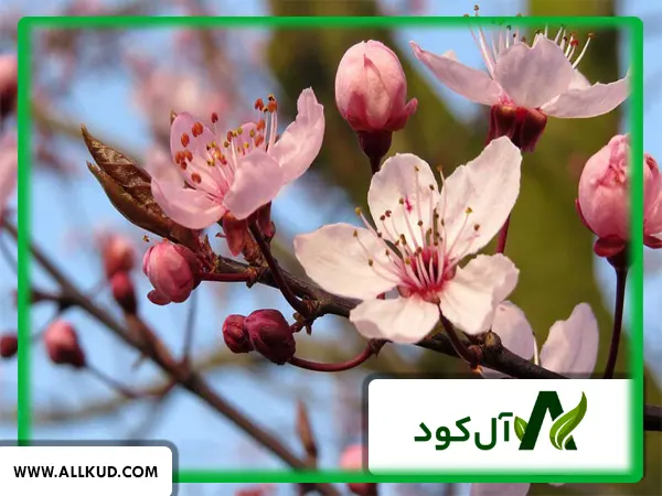 علل ریزش شکوفه درختان میوه چیست و راهکارهای جلوگیری از آن چیست؟