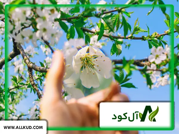 علل ریزش شکوفه درختان میوه چیست و راهکارهای جلوگیری از آن چیست؟