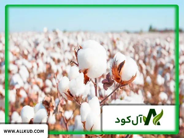 مراحل کشت پنبه چیست و در چه مکان‌هایی قابل کشت است؟