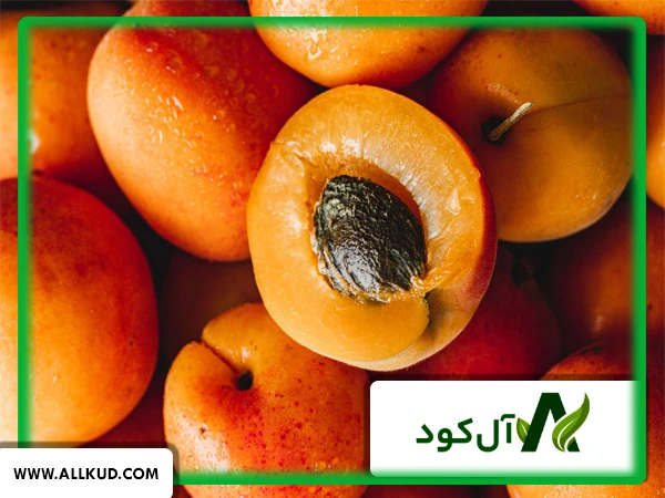 مراحل کشت درخت زردآلو توسط دانه چگونه است؟