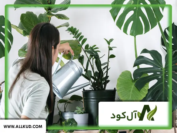 چه کودهایی برای گلدان‌های گیاه آپارتمانی مورد نیاز است؟