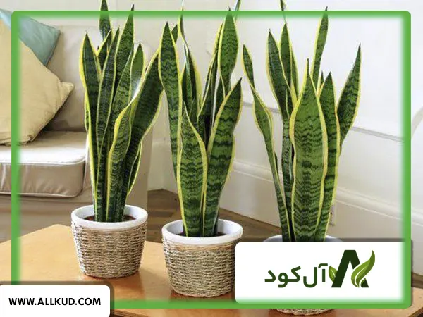 چه کودهایی برای گلدان‌های گیاه آپارتمانی مورد نیاز است؟