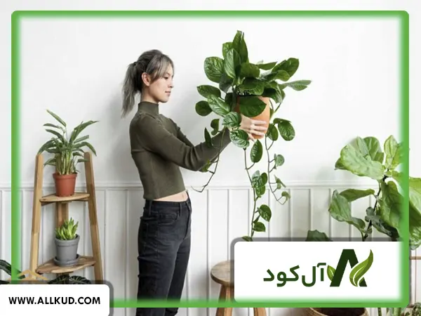 چه کودهایی برای گلدان‌های گیاه آپارتمانی مورد نیاز است؟