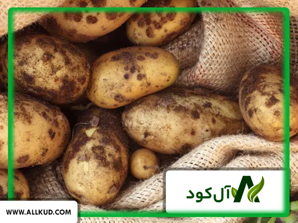 چیچک سیب زمینی یا همان اسکب سیب زمینی چیست؟ راهکارهای کنترل آن