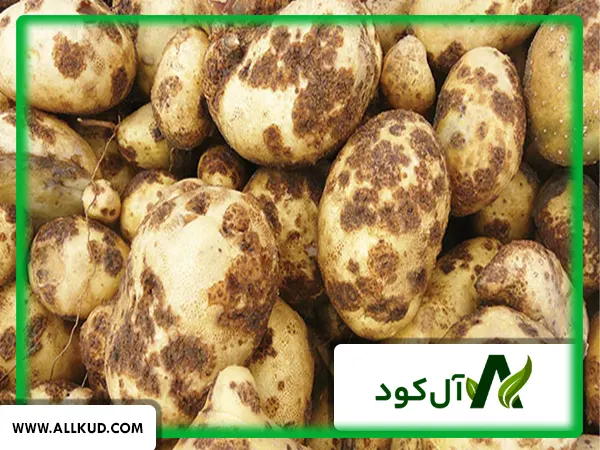 چیچک سیب زمینی یا همان اسکب سیب زمینی چیست؟ راهکارهای کنترل آن