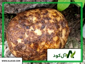 چیچک سیب زمینی یا همان اسکب سیب زمینی چیست؟ راهکارهای کنترل آن