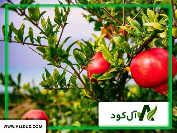 سال آوری درختان چیست